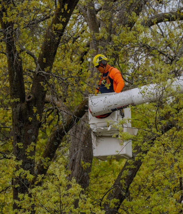 Arborist prepping for a tree support service on a tree before a storm in Cedar Rapids, IA.