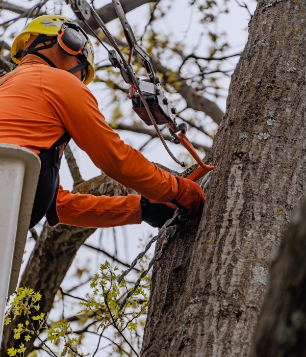 A close up look on tree cables installed by an arborist by Arbor Masters team in Cedar Rapids, IA.