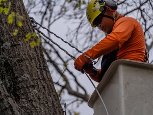 Arborist adding bolts and steel rods on a tree in Cedar Rapids residence in Iowa.