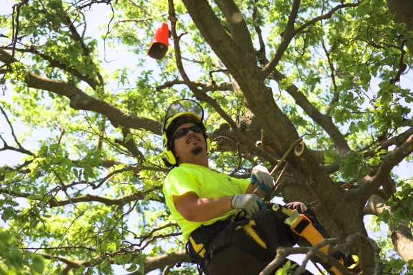 Arborist hanging on a tree for summer pruning on a residence in Cedar Rapids, IA.