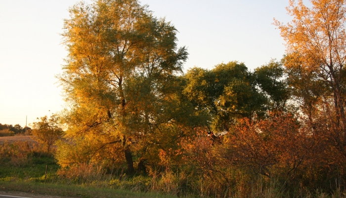 Trees on rural area during fall season in Coralville, IA.