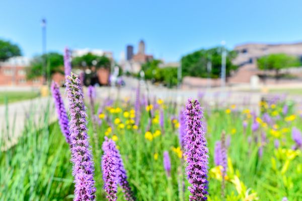 A garden in Des Moines, IA