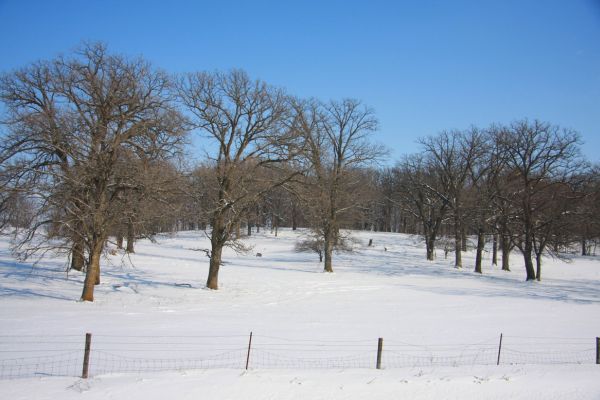 trees on a winter day in Des Moines, IA