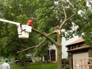 Branches pruned after a storm damage on a tree.