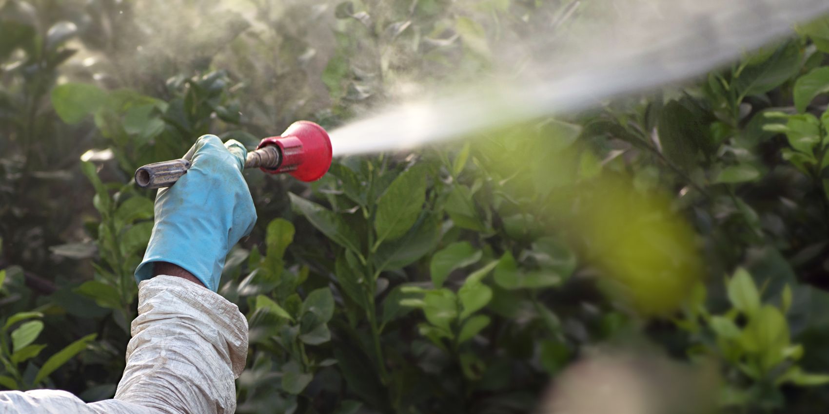 PHC team spraying fertilizers on trees.