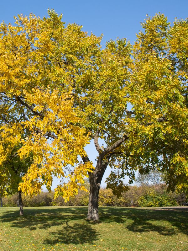 American elm changing leaves colors during fall season in Des Moines, IA