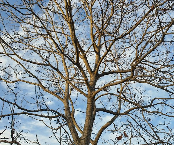 Website-Dallas-emergency-removal-storm-risk