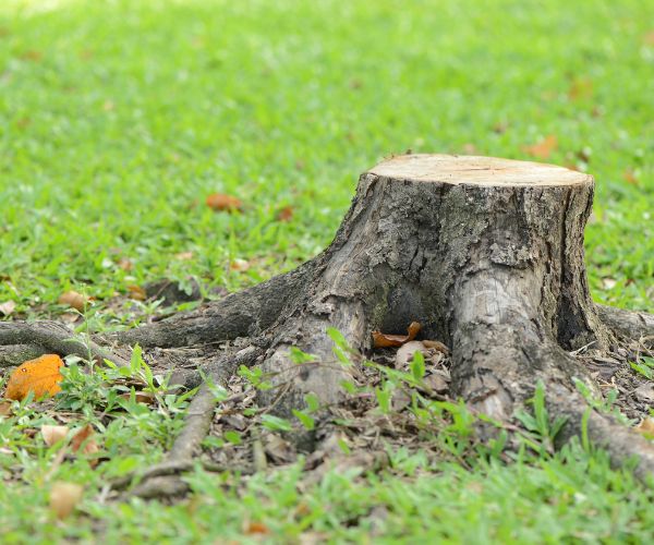 Website-Dallas-stump-in-garden