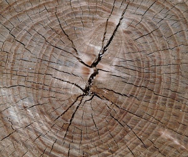 Website-Dallas-stump-zoomed-in-centered