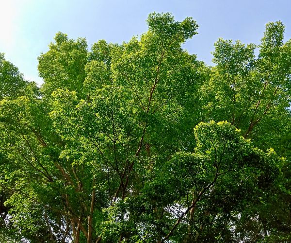 Website-Dallas-tree-health-1