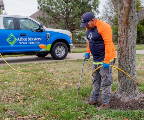 Website-Dallas-tree-health-expert