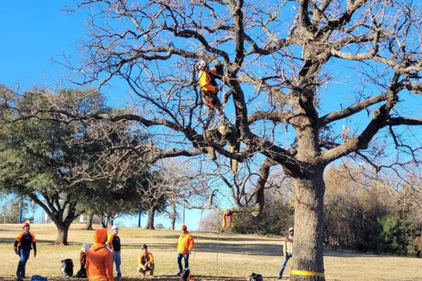 Davenport arborists gathered for tree pruning and inspection.