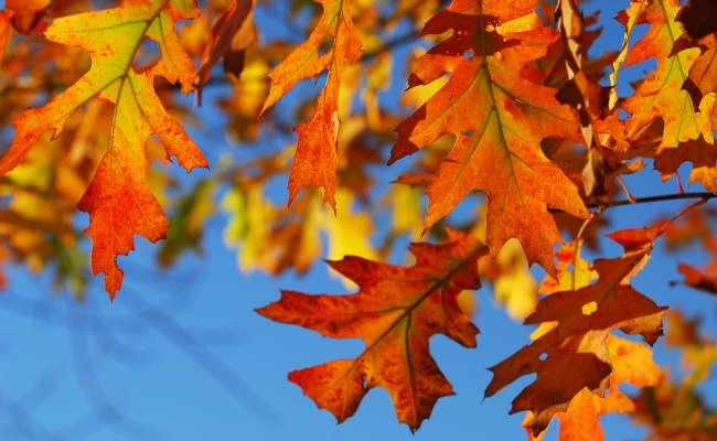 Website-Davenport-seasonal-tips-fall-oak-leaves Website-Davenport-seasonal-tips-fall-oak-leaves