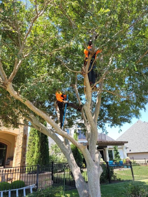 Two arborists from Arbor Masters pruning a tree.