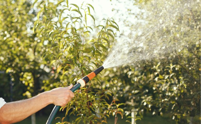 Website-FW-seasonal-tips-summer-water-hose-trees Website-FW-seasonal-tips-summer-water-hose-trees