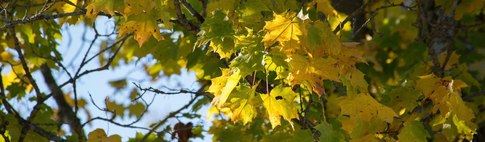 Website-General-Photos-section-green-maple-tree-canopy