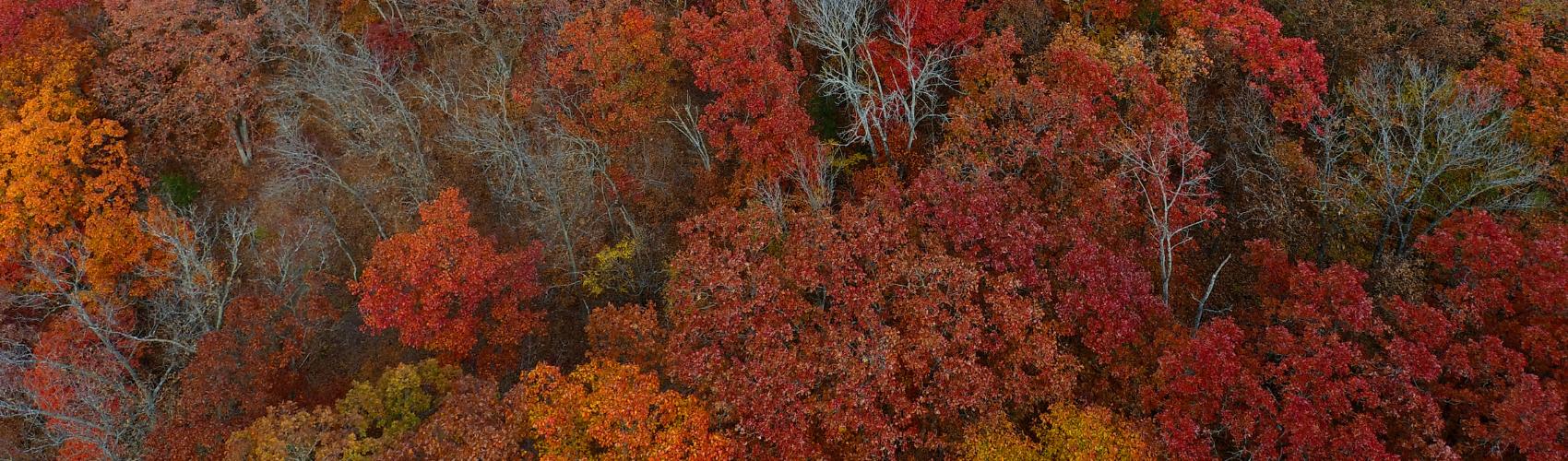 Website-General-Photos-section-maple-trees-forest (1)