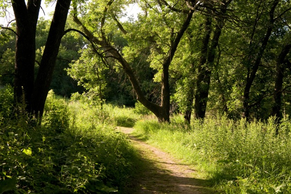 Website-Grimes-LSP-section-image-forest-trail