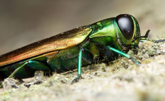 Emerald ash borer, close up look while resting on a tree bark.