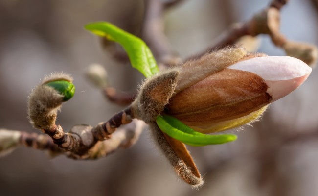 Website-KC-Metro-seasonal-tips-spring-closeup-bud