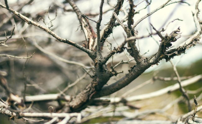 Website-KC-seasonal-tips-fall-dead-branch