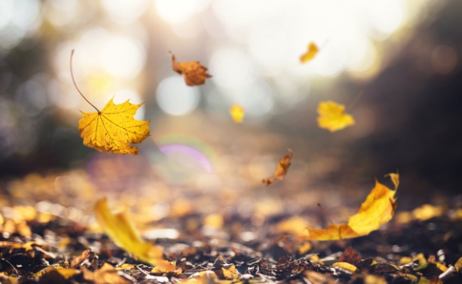 Website-LS-seasonal-tips-fall-falling-leaves