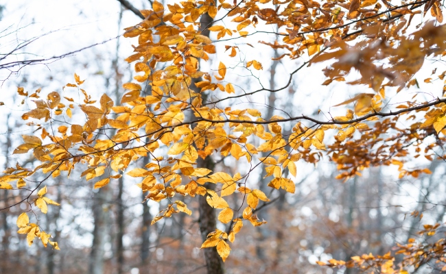 Website-Liberty-seasonal-tips-fall-leaves-branches