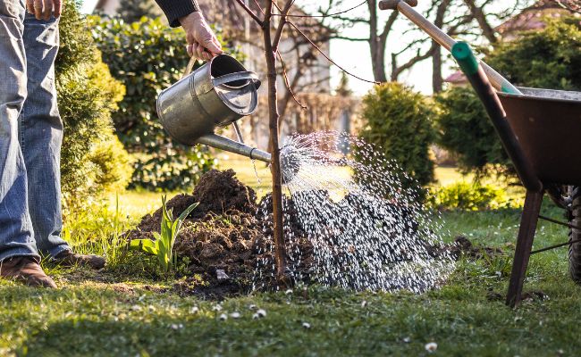 Website-Liberty-seasonal-tips-summer-wateringcan-tree-garden Website-Liberty-seasonal-tips-summer-wateringcan-tree-garden