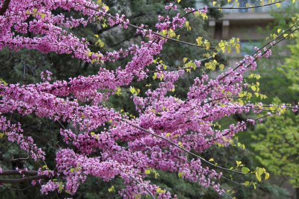 An eastern redbud tree.