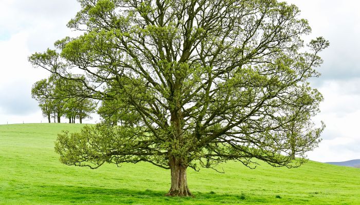 A black walnut tree growing on a field of a private property near Oklahoma City, OK