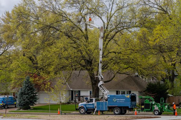 A bucket truck with an arborist on top, installing some cables on a tree for support in Oklahoma City, OK property.