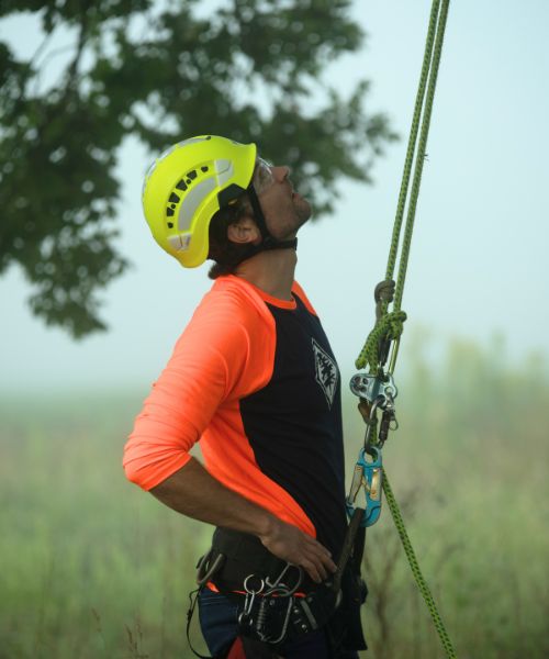 Arbor Master ground tree crew harnessed to a tree for pruning in Oklahoma City, OK.