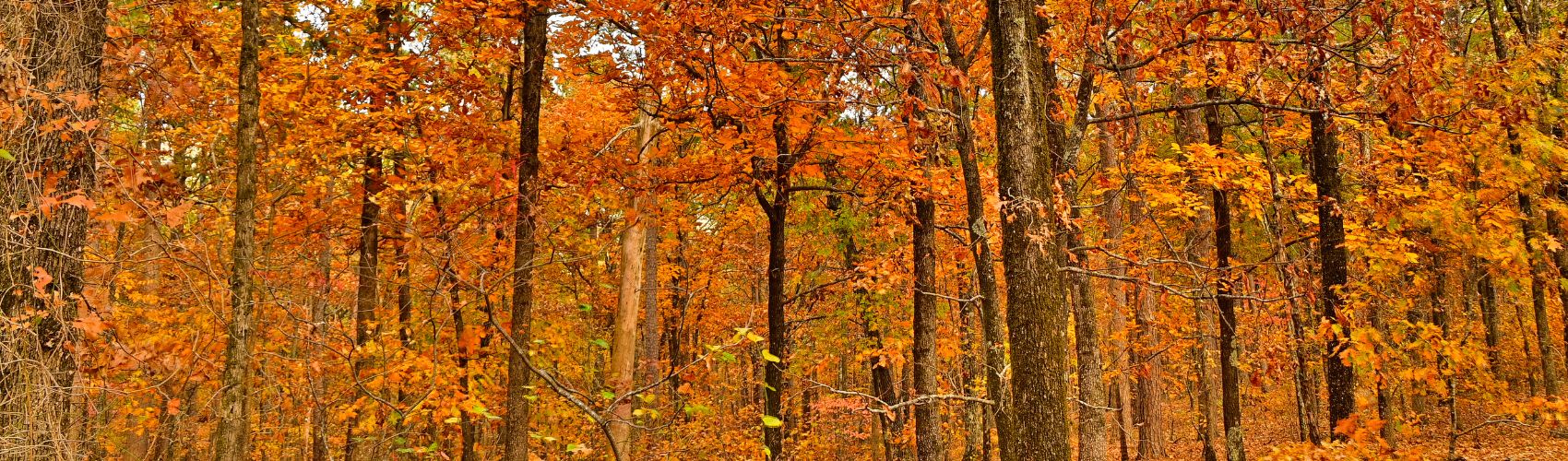 A forest of maple trees.