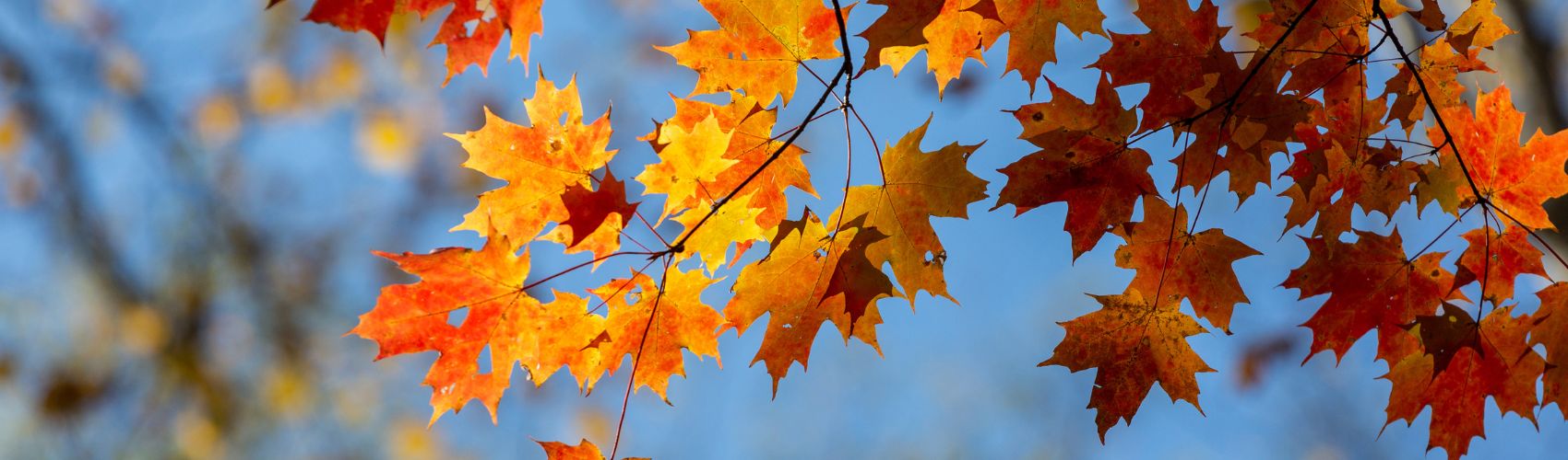 Website-OKC-fertilization-section-maple-trees Maple tree with yellow, orange and red leaves during fall season.