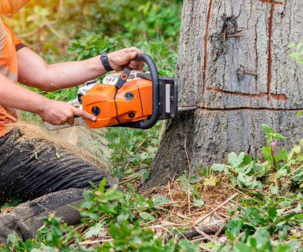 Arbor Masters arborist, removing a tree with a chainsaw.