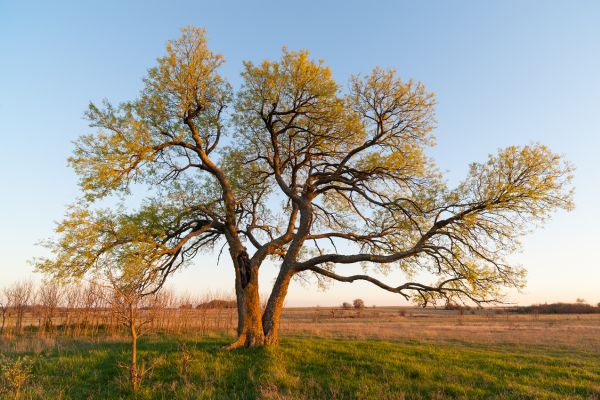 A hackberry tree growing on a private field in Mustang, OK.