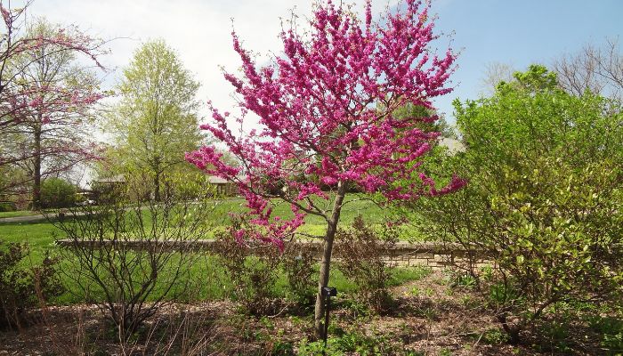 Oklahoma redbud during spring season in bloom in Mustang, OK.