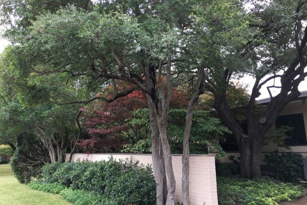 A tree and landscape on a private property in Nichols Hills, OK.