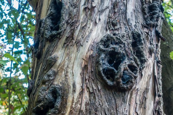 Holes on a tree depicting a disease in Oklahoma City, OK.