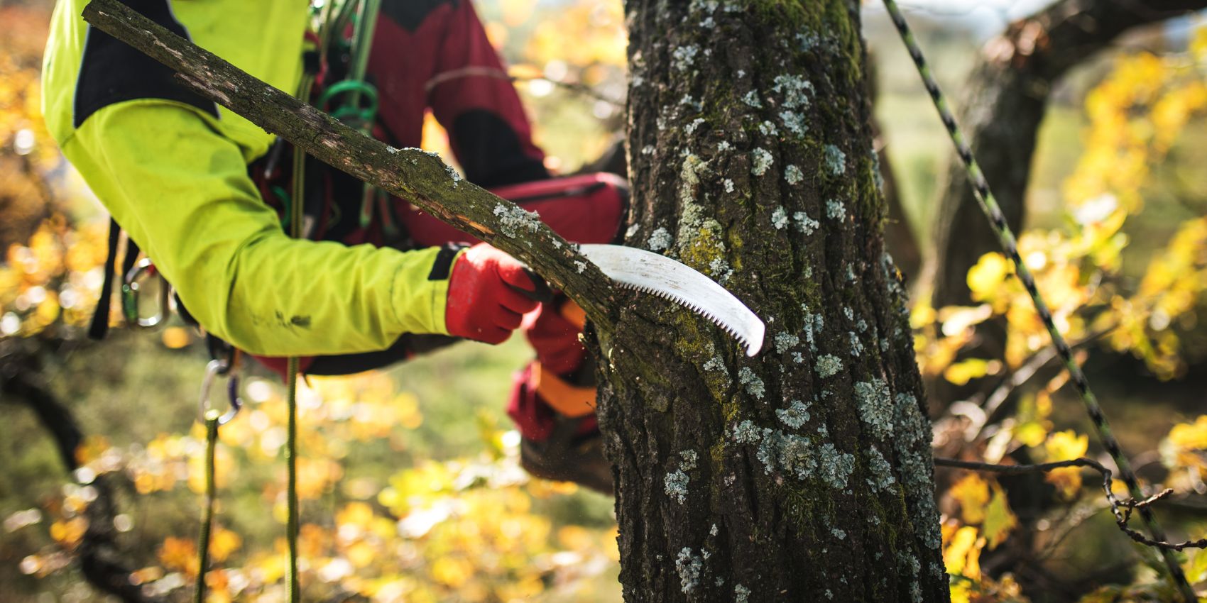 Pruning a tree on fall season on a property in Oklahoma City, OK.