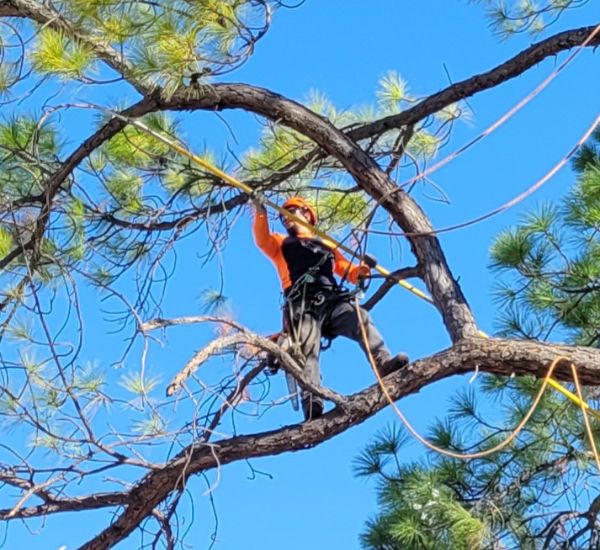 Arborist pruning a tree.