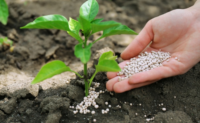A handful of slow-released fertilizer on a newly planted tree.