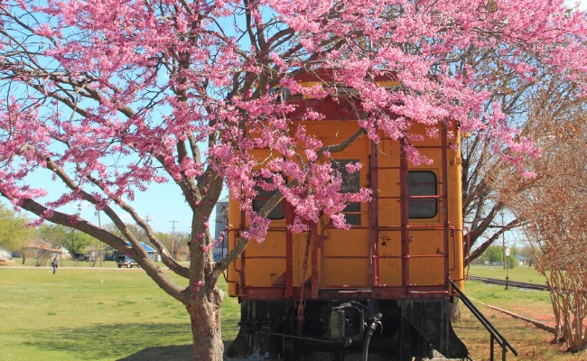 Website-OKC-seasonal-tips-spring-train-tree