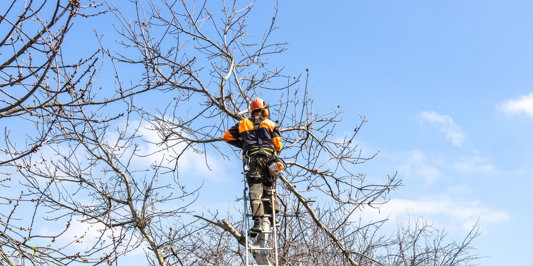 Arbor Masters' arborist pruning a tree.