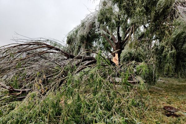 A tree split into two after a storm in Oklahoma City, Oklahoma.