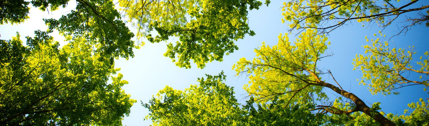 Tree canopy during summer near.