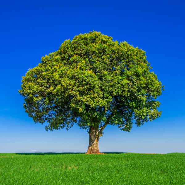 A lone tree across a field in Oklahoma City, OK.