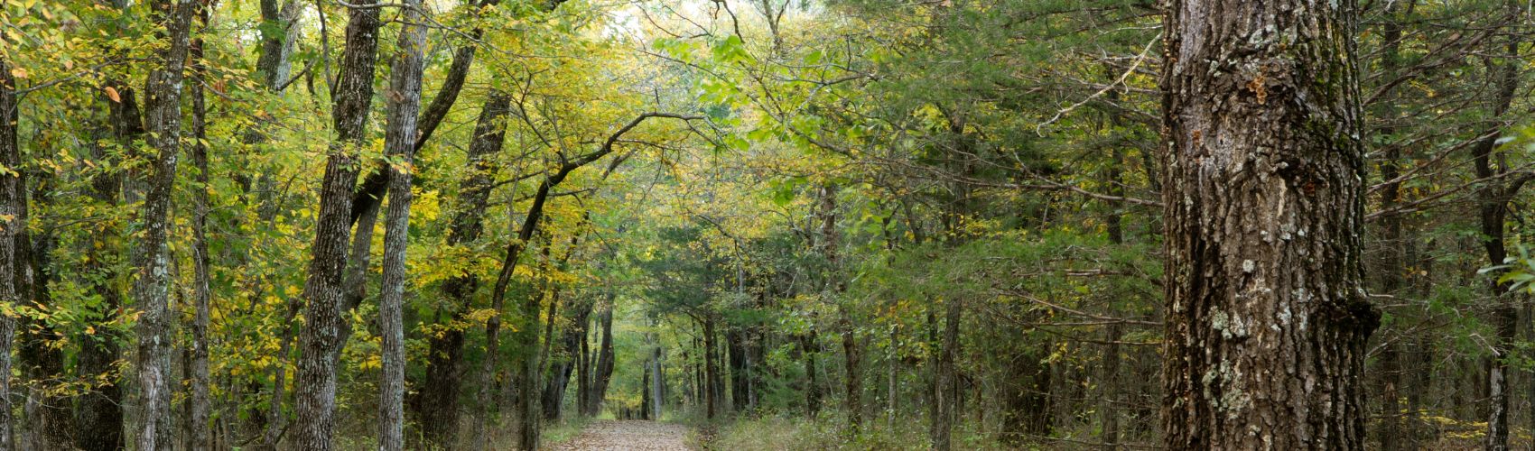 A path walk in the middle of a forest during fall near Oklahoma City, OK