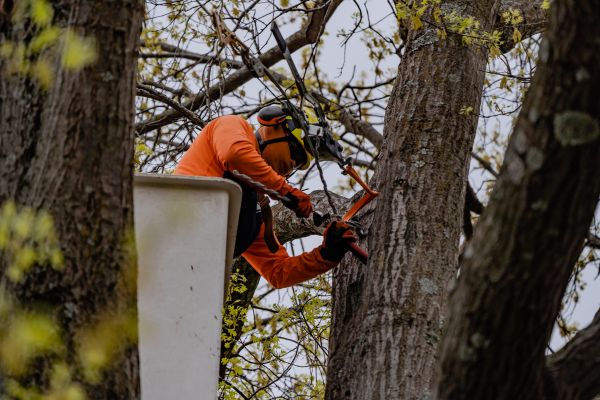 An arborist of Arbor Master installing bolts and cable a tree for support in Oklahoma City, OK.