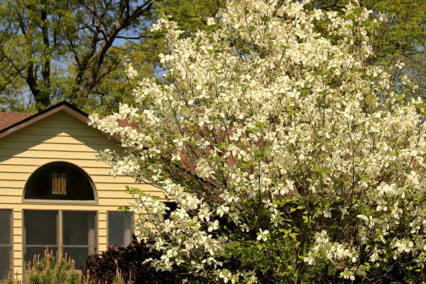 House with dogwood trees blooming in spring near Raytown, MO